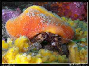 Sponge hermit crab. In time the sponge completely replace... by Bea & Stef Primatesta 